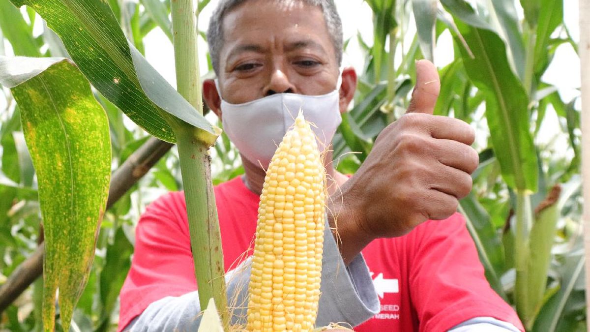 Kebun Jagung