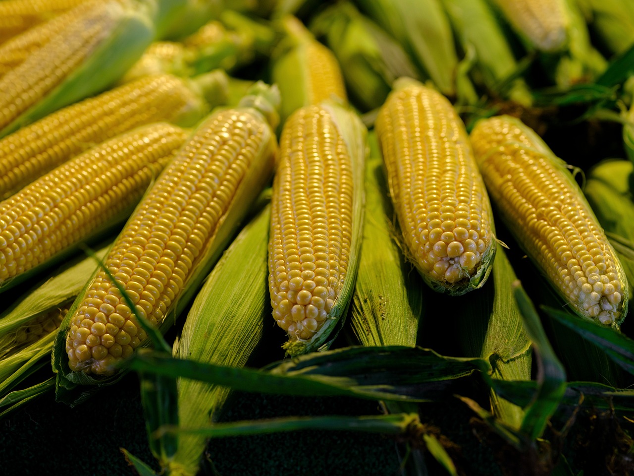 Jagung Manis